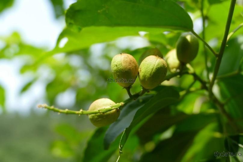 巴豆-สลอด สมุนไพร 巴豆-สลอด สรรพคุณของ巴豆-สลอด thai-herbs.thdata.co thdata.co