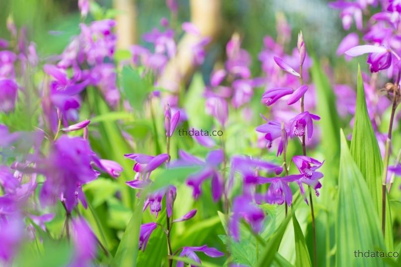 白及-กล้วยไม้ สมุนไพร 白及-กล้วยไม้ สรรพคุณของ白及-กล้วยไม้ thai-herbs.thdata.co thdata.co
