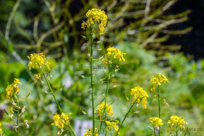 白芥子-เมล็ดพันธุ์ผักกาด สมุนไพร 白芥子-เมล็ดพันธุ์ผักกาด สรรพคุณของ白芥子-เมล็ดพันธุ์ผักกาด thai-herbs.thdata.co thdata.co