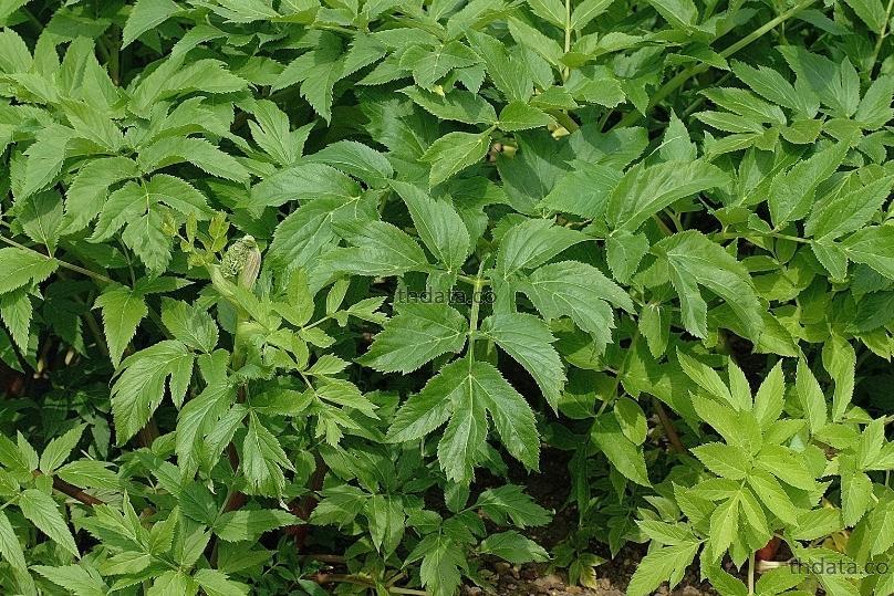 白芷-โกศสอ สมุนไพร 白芷-โกศสอ สรรพคุณของ白芷-โกศสอ thai-herbs.thdata.co thdata.co