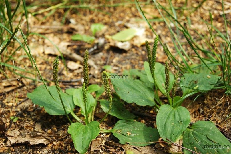 车前-เชี่ยไจ๋ สมุนไพร 车前-เชี่ยไจ๋ สรรพคุณของ车前-เชี่ยไจ๋ thai-herbs.thdata.co thdata.co