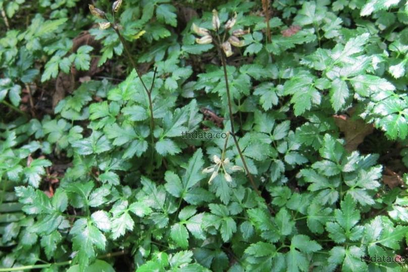 川连-เชี่ยไจ๋ สมุนไพร 川连-เชี่ยไจ๋ สรรพคุณของ川连-เชี่ยไจ๋ thai-herbs.thdata.co thdata.co