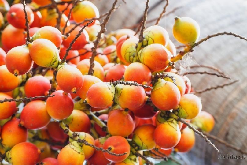 大腹皮-เปลือกผลหมาก สมุนไพร 大腹皮-เปลือกผลหมาก สรรพคุณของ大腹皮-เปลือกผลหมาก thai-herbs.thdata.co thdata.co