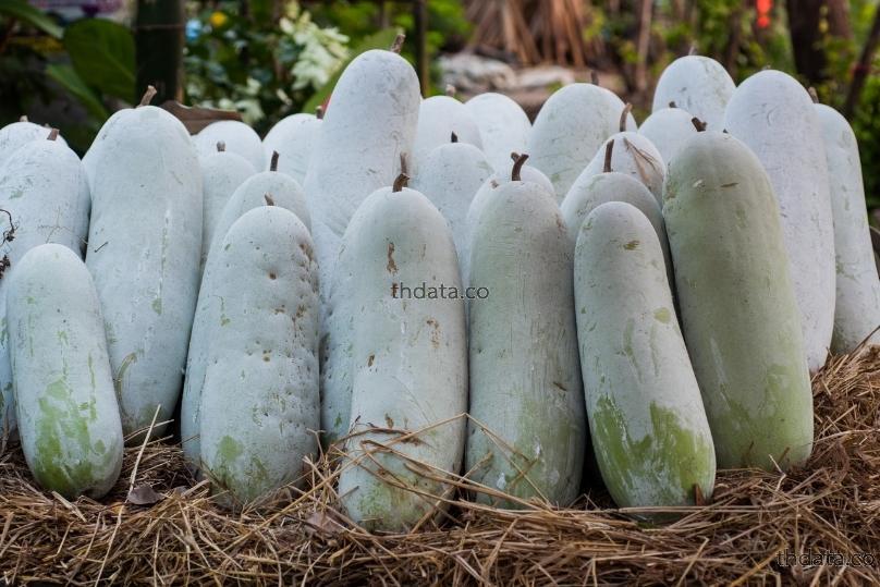 冬瓜仁-เมล็ดฟัก สมุนไพร 冬瓜仁-เมล็ดฟัก สรรพคุณของ冬瓜仁-เมล็ดฟัก thai-herbs.thdata.co thdata.co