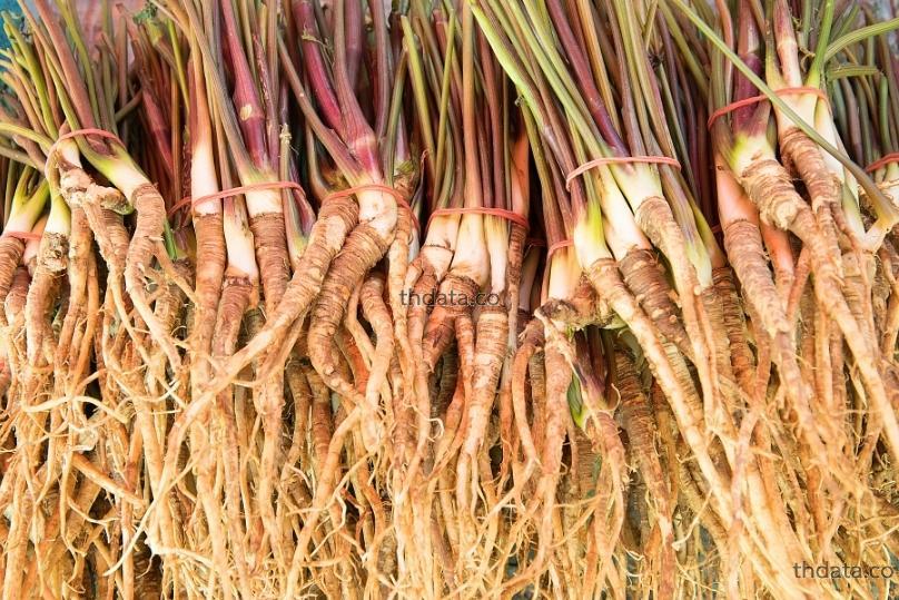 当归-โสมตังกุย สมุนไพร 当归-โสมตังกุย สรรพคุณของ当归-โสมตังกุย thai-herbs.thdata.co thdata.co