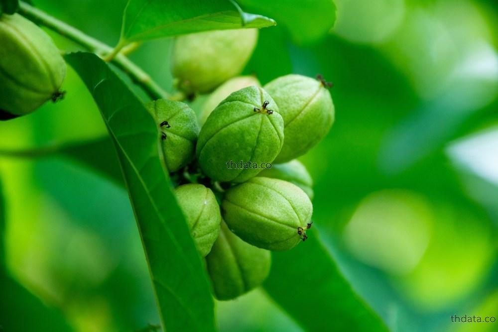 สลอด-พืชพิษ สมุนไพร สลอด-พืชพิษ สรรพคุณของสลอด-พืชพิษ thai-herbs.thdata.co thdata.co