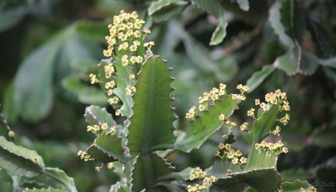 สลัดได-พืชพิษ สมุนไพร สลัดได-พืชพิษ สรรพคุณของสลัดได-พืชพิษ thai-herbs.thdata.co thdata.co
