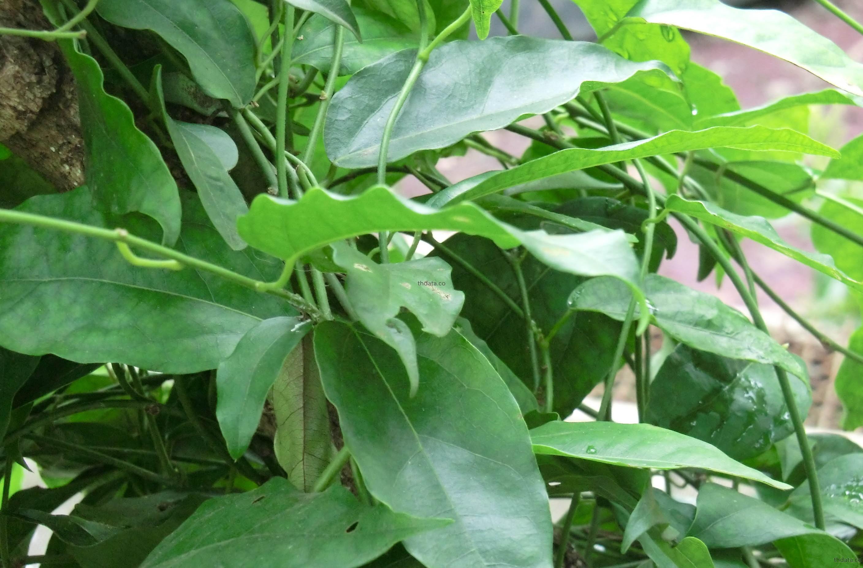 เภสัชวัตถุ พืชวัตถุ  thai-herbs.thdata.co thdata.co