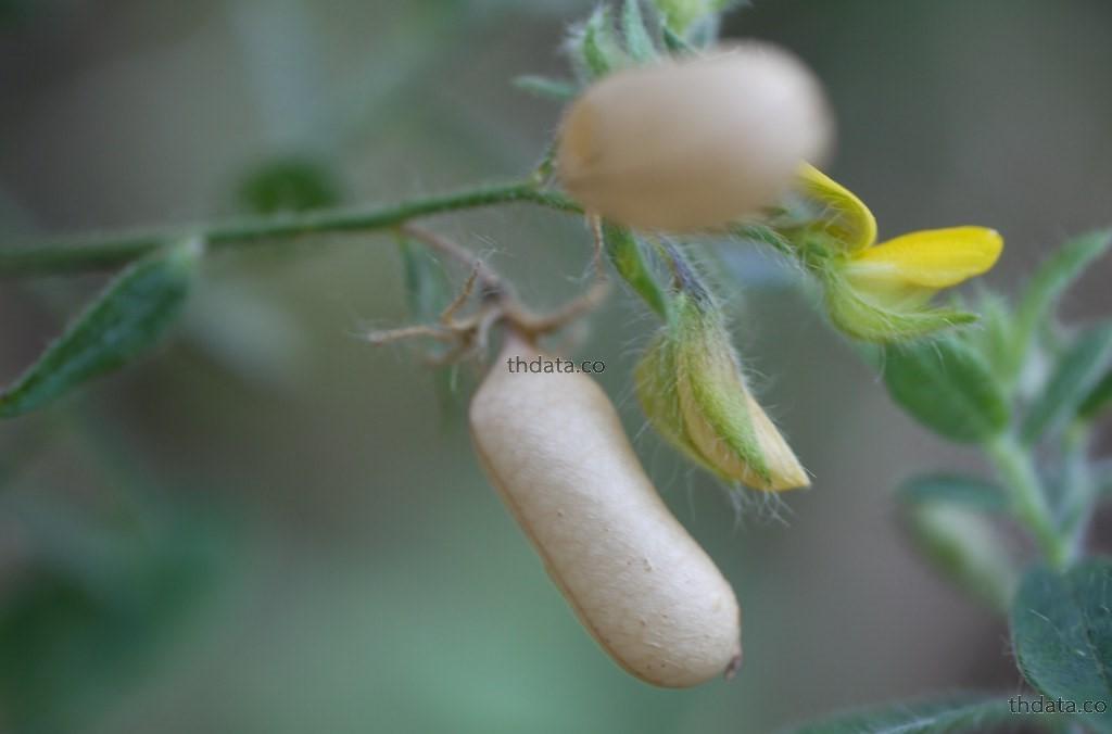 หิงหายใบเล็ก-พืชพิษ สมุนไพร หิงหายใบเล็ก-พืชพิษ สรรพคุณของหิงหายใบเล็ก-พืชพิษ thai-herbs.thdata.co thdata.co
