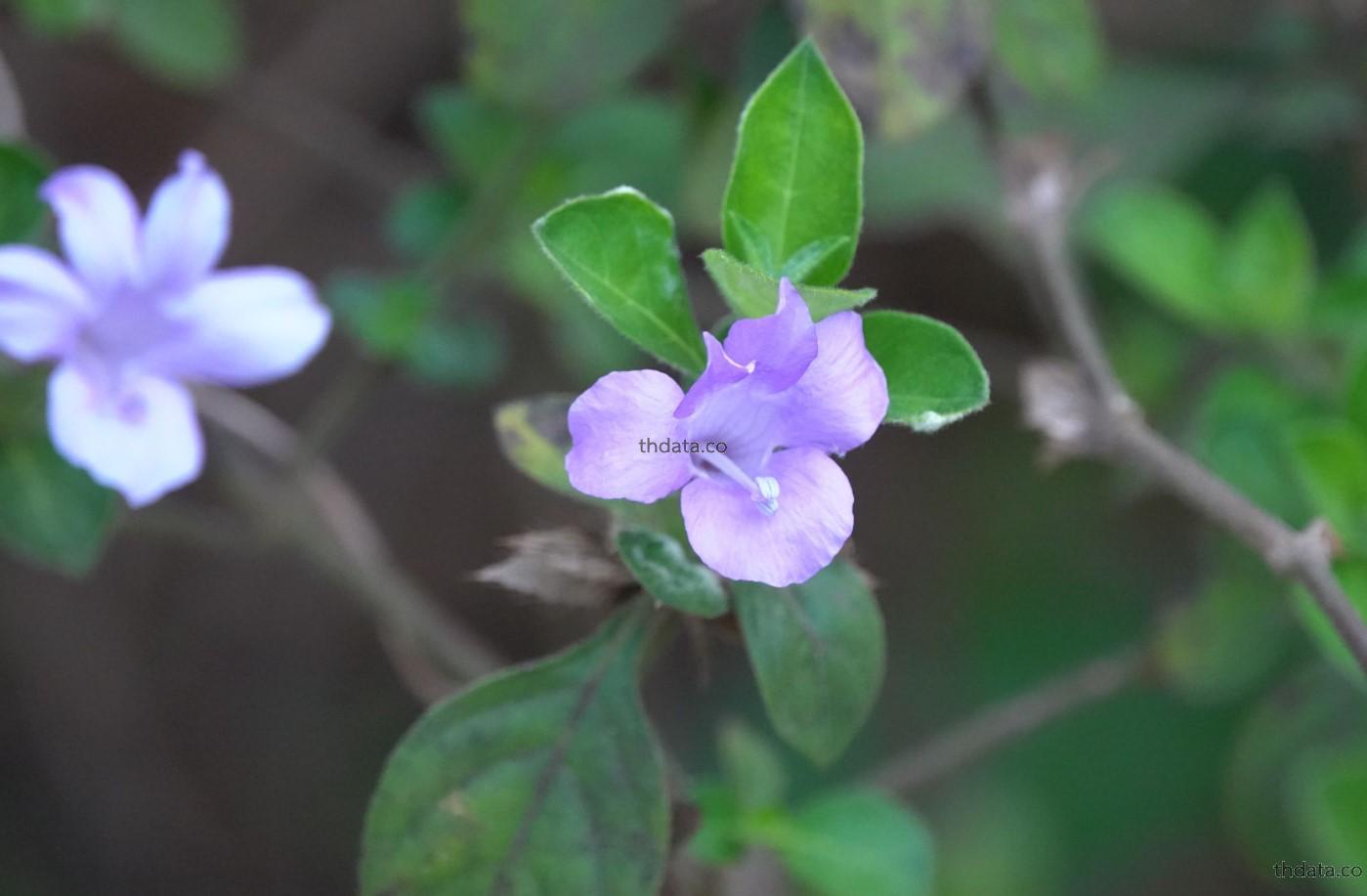 อังกาบ สมุนไพร อังกาบ สรรพคุณของอังกาบ thai-herbs.thdata.co thdata.co