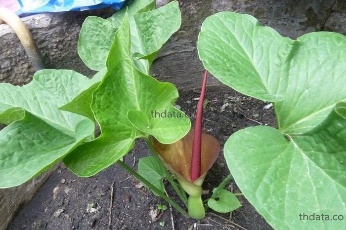 อุตพิด-พืชพิษ สรรพคุณ อุตพิด-พืชพิษ สมุนไพร อุตพิด-พืชพิษ thai-herbs.thdata.co  thdata.co
