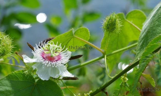 อื่นๆ พิษวิทยา  thai-herbs.thdata.co thdata.co