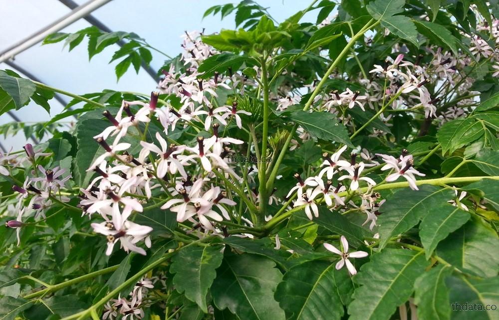 เลี่ยน-พืชพิษ สมุนไพร เลี่ยน-พืชพิษ สรรพคุณของเลี่ยน-พืชพิษ thai-herbs.thdata.co thdata.co