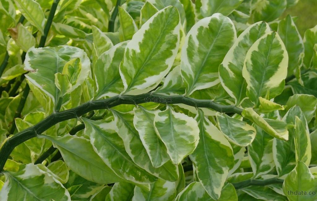 แสยก-พืชพิษ สมุนไพร แสยก-พืชพิษ สรรพคุณของแสยก-พืชพิษ thai-herbs.thdata.co thdata.co