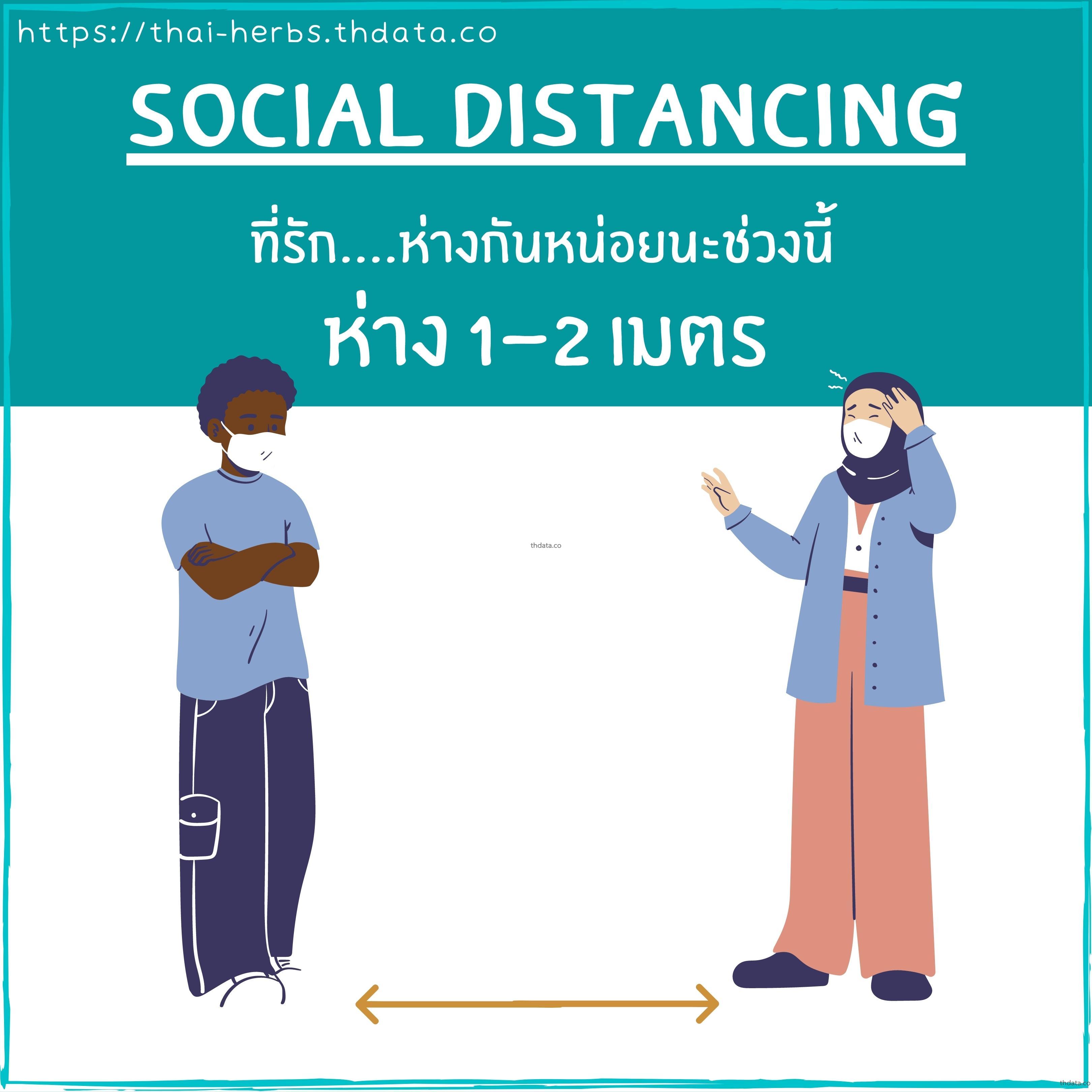 ที่รัก....ห่างกันหน่อยนะช่วงนี้ สมุนไพร ที่รัก....ห่างกันหน่อยนะช่วงนี้ สรรพคุณของที่รัก....ห่างกันหน่อยนะช่วงนี้ thai-herbs.thdata.co thdata.co