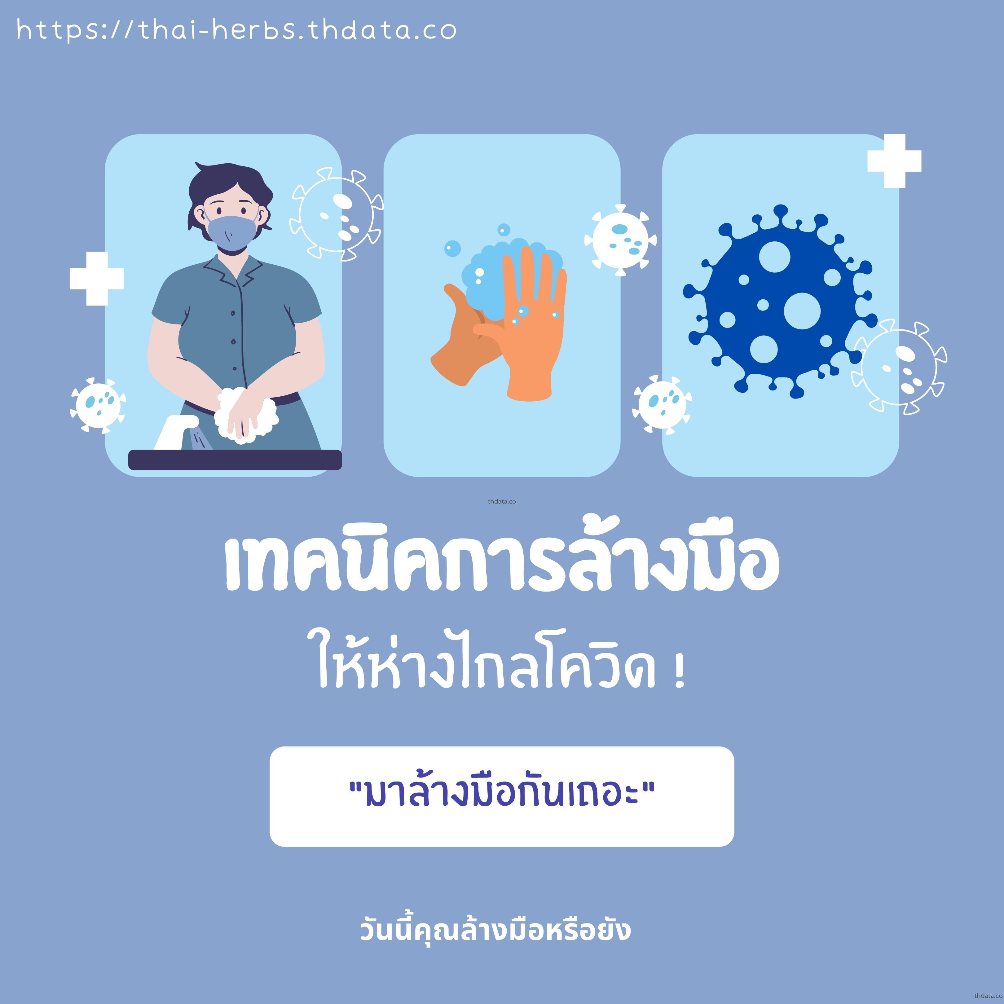 เทคนิคล้างมือให้ห่างไกล-ไวรัสโควิด-19 สมุนไพร เทคนิคล้างมือให้ห่างไกล-ไวรัสโควิด-19 สรรพคุณของเทคนิคล้างมือให้ห่างไกล-ไวรัสโควิด-19 thai-herbs.thdata.co thdata.co