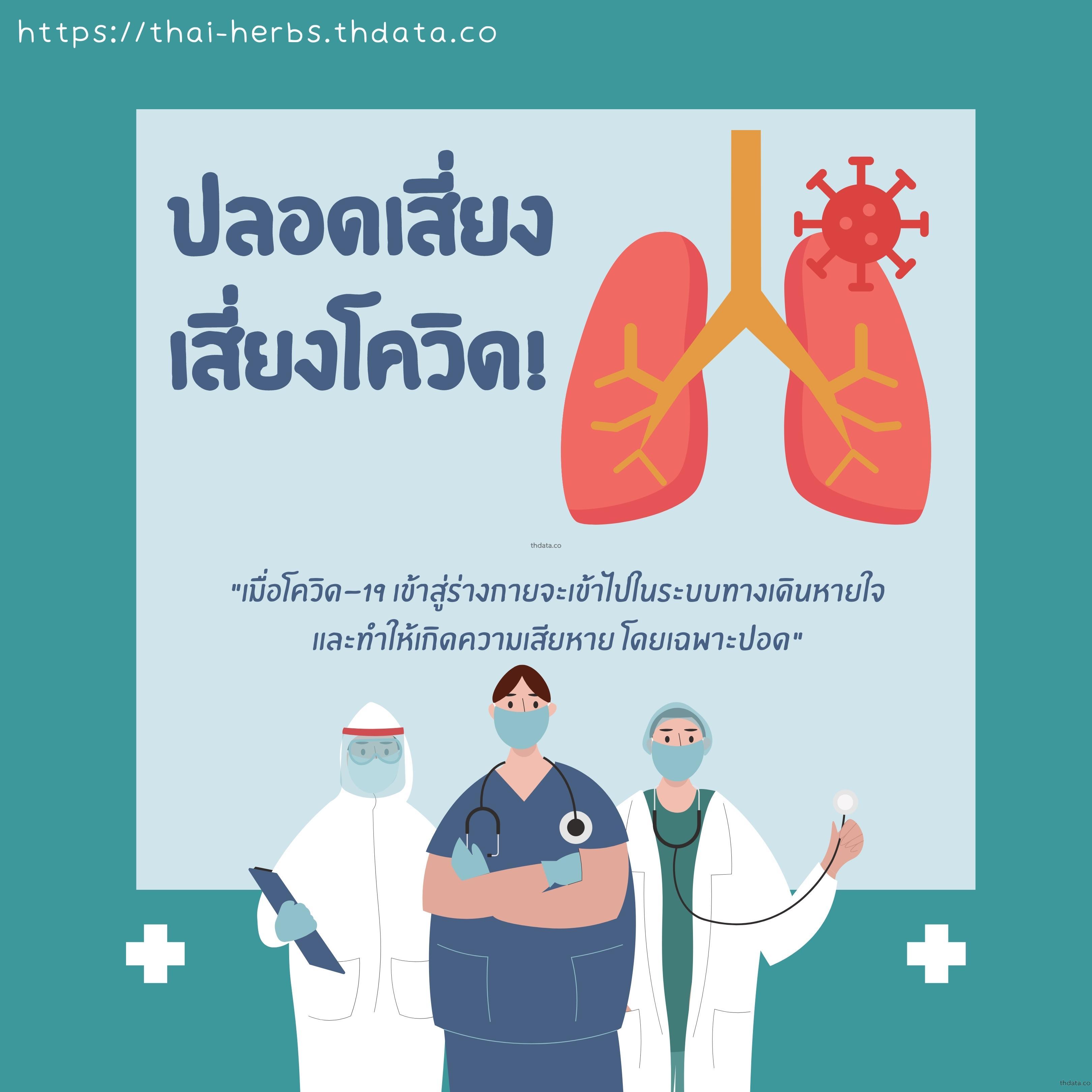 ปอดเสี่ยง-เลี่ยงโควิด-19 สมุนไพร ปอดเสี่ยง-เลี่ยงโควิด-19 สรรพคุณของปอดเสี่ยง-เลี่ยงโควิด-19 thai-herbs.thdata.co thdata.co