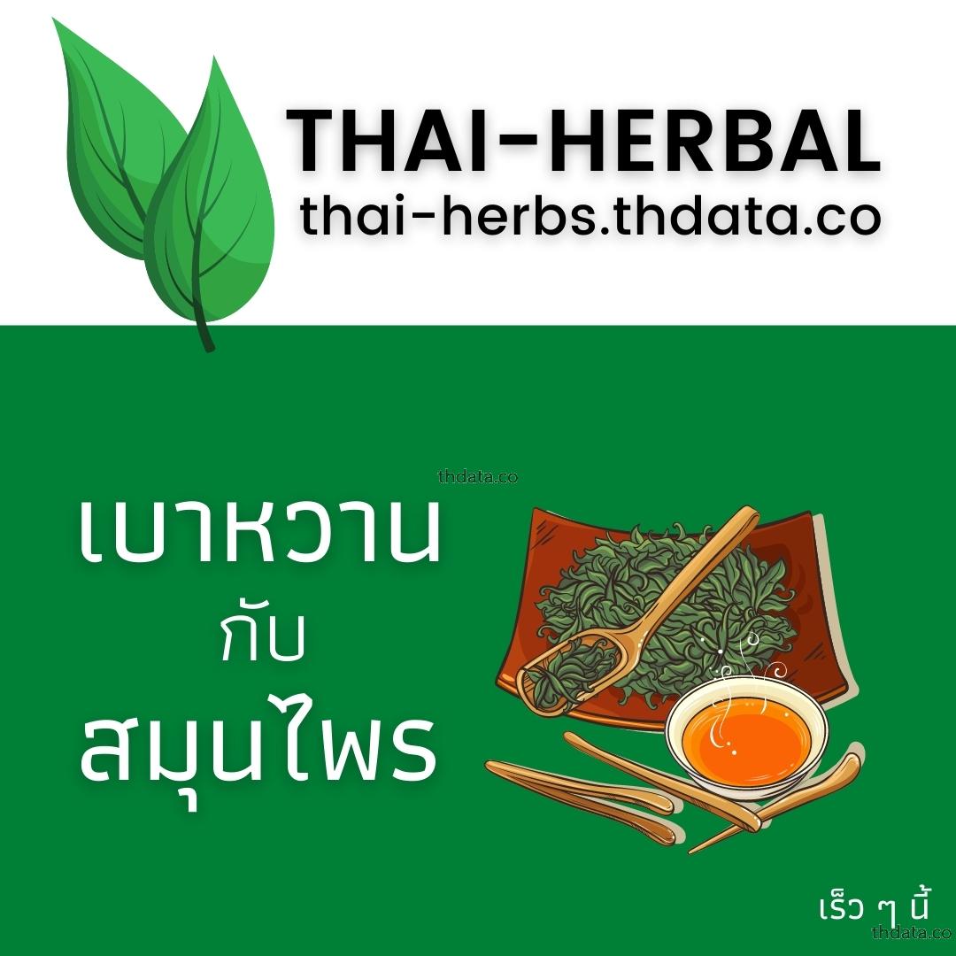 โรคเบาหวาน-กับ-สมุนไพรที่ได้รับการวิจัย สมุนไพร โรคเบาหวาน-กับ-สมุนไพรที่ได้รับการวิจัย สรรพคุณของโรคเบาหวาน-กับ-สมุนไพรที่ได้รับการวิจัย thai-herbs.thdata.co thdata.co