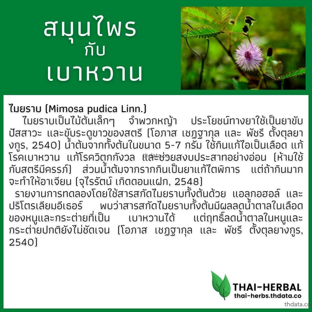 โรคเบาหวาน-กับ-สมุนไพรที่ได้รับการวิจัย-ไมยราบ สมุนไพร โรคเบาหวาน-กับ-สมุนไพรที่ได้รับการวิจัย-ไมยราบ สรรพคุณของโรคเบาหวาน-กับ-สมุนไพรที่ได้รับการวิจัย-ไมยราบ thai-herbs.thdata.co thdata.co