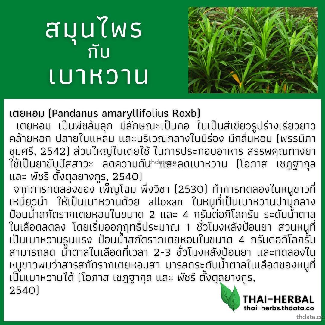 โรคเบาหวาน-กับ-สมุนไพรที่ได้รับการวิจัย-เตยหอม สมุนไพร โรคเบาหวาน-กับ-สมุนไพรที่ได้รับการวิจัย-เตยหอม สรรพคุณของโรคเบาหวาน-กับ-สมุนไพรที่ได้รับการวิจัย-เตยหอม thai-herbs.thdata.co thdata.co