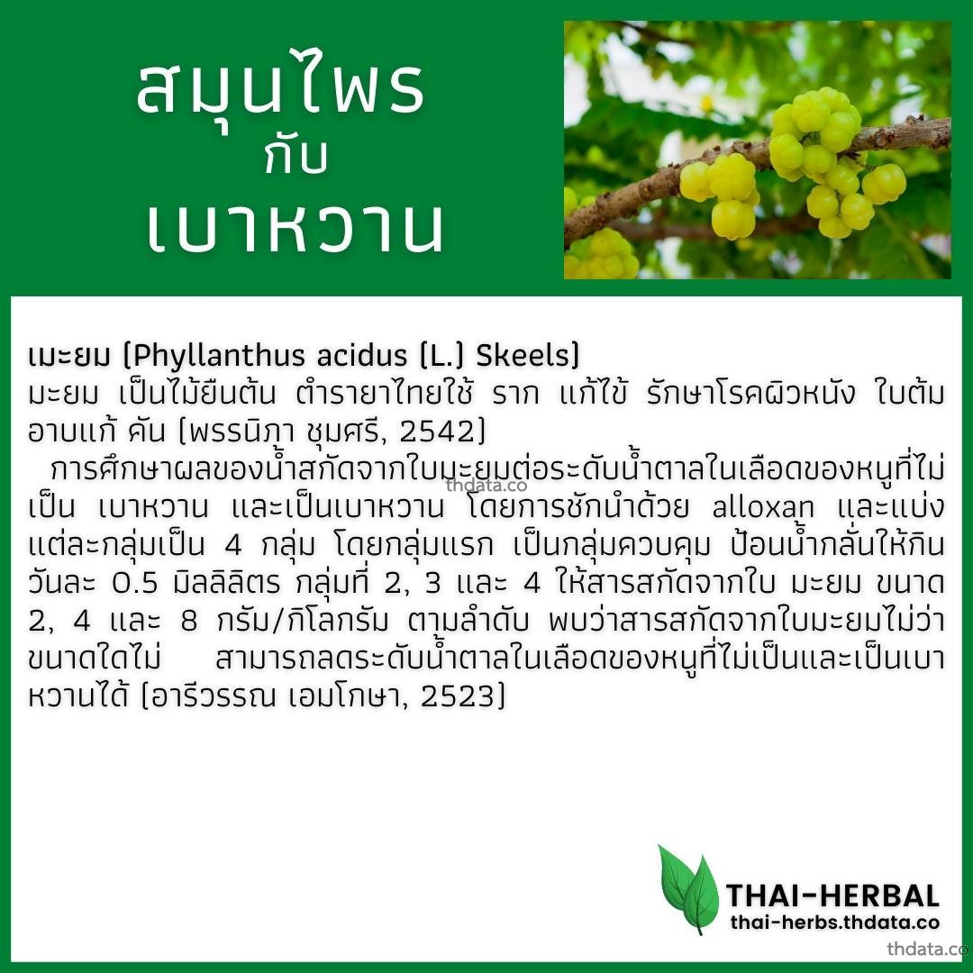 โรคเบาหวาน-กับ-สมุนไพรที่ได้รับการวิจัย-มะยม สมุนไพร โรคเบาหวาน-กับ-สมุนไพรที่ได้รับการวิจัย-มะยม สรรพคุณของโรคเบาหวาน-กับ-สมุนไพรที่ได้รับการวิจัย-มะยม thai-herbs.thdata.co thdata.co