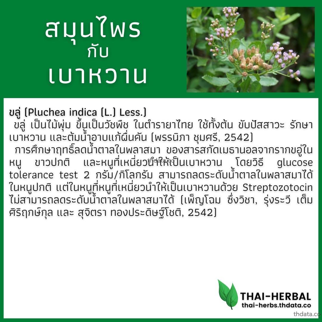 โรคเบาหวาน-กับ-สมุนไพรที่ได้รับการวิจัย-ขลู่ สมุนไพร โรคเบาหวาน-กับ-สมุนไพรที่ได้รับการวิจัย-ขลู่ สรรพคุณของโรคเบาหวาน-กับ-สมุนไพรที่ได้รับการวิจัย-ขลู่ thai-herbs.thdata.co thdata.co