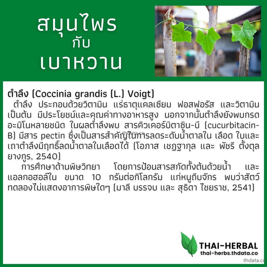 โรคเบาหวาน-กับ-สมุนไพรที่ได้รับการวิจัย-ตำลึง สมุนไพร โรคเบาหวาน-กับ-สมุนไพรที่ได้รับการวิจัย-ตำลึง สรรพคุณของโรคเบาหวาน-กับ-สมุนไพรที่ได้รับการวิจัย-ตำลึง thai-herbs.thdata.co thdata.co
