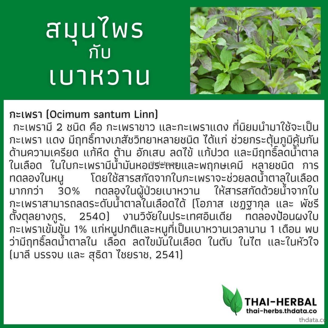 โรคเบาหวาน-กับ-สมุนไพรที่ได้รับการวิจัย-กะเพรา สมุนไพร โรคเบาหวาน-กับ-สมุนไพรที่ได้รับการวิจัย-กะเพรา สรรพคุณของโรคเบาหวาน-กับ-สมุนไพรที่ได้รับการวิจัย-กะเพรา thai-herbs.thdata.co thdata.co