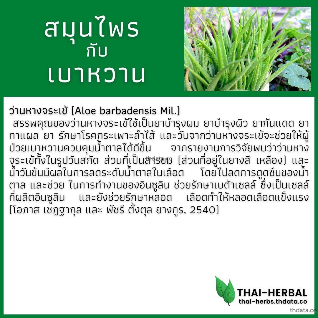 โรคเบาหวาน-กับ-สมุนไพรที่ได้รับการวิจัย-ว่านหางจระเข้ สมุนไพร โรคเบาหวาน-กับ-สมุนไพรที่ได้รับการวิจัย-ว่านหางจระเข้ สรรพคุณของโรคเบาหวาน-กับ-สมุนไพรที่ได้รับการวิจัย-ว่านหางจระเข้ thai-herbs.thdata.co thdata.co