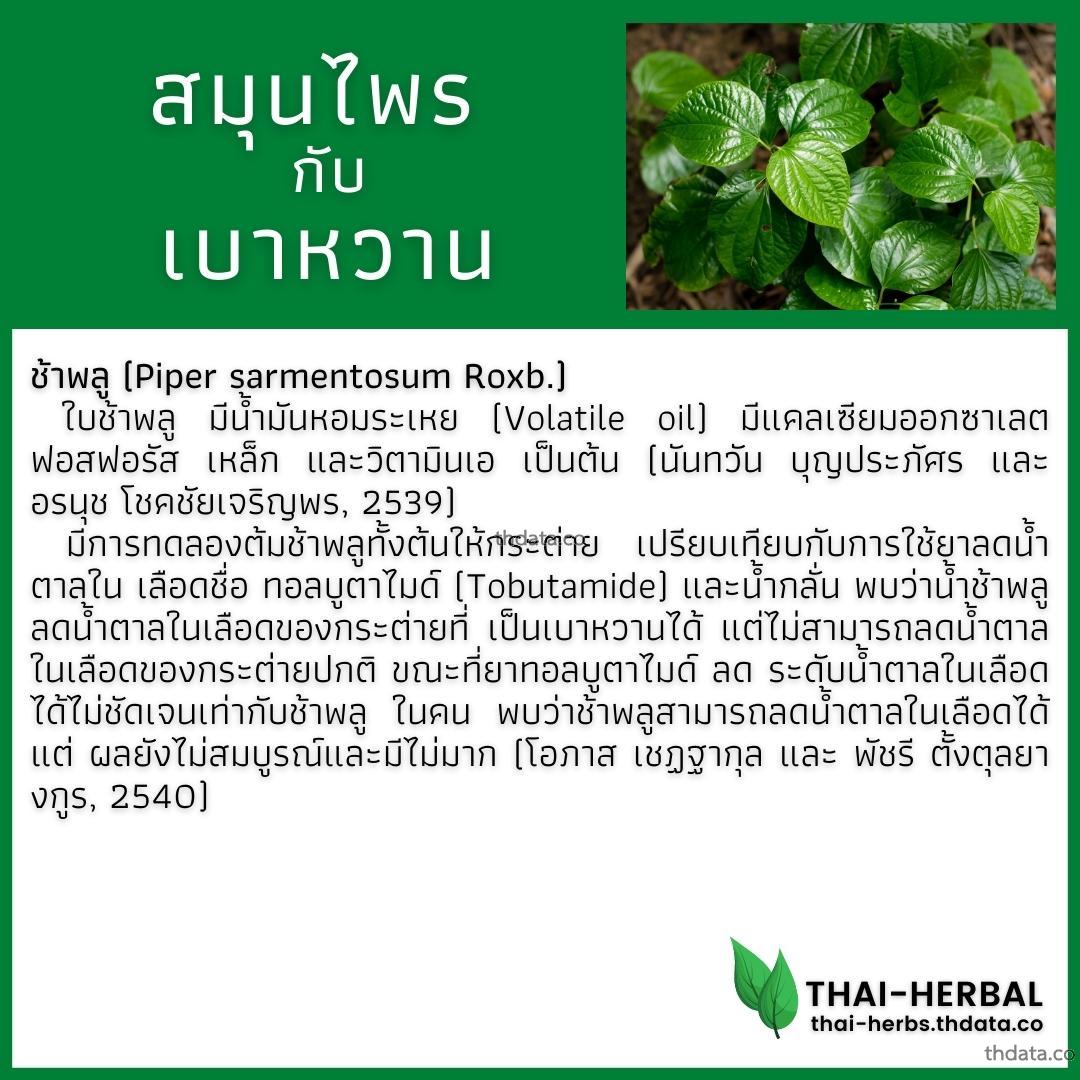 โรคเบาหวาน-กับ-สมุนไพรที่ได้รับการวิจัย-ช้าพลู สมุนไพร โรคเบาหวาน-กับ-สมุนไพรที่ได้รับการวิจัย-ช้าพลู สรรพคุณของโรคเบาหวาน-กับ-สมุนไพรที่ได้รับการวิจัย-ช้าพลู thai-herbs.thdata.co thdata.co