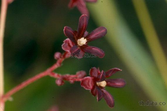 โลดทะนงแดง สมุนไพร โลดทะนงแดง สรรพคุณของโลดทะนงแดง thai-herbs.thdata.co thdata.co