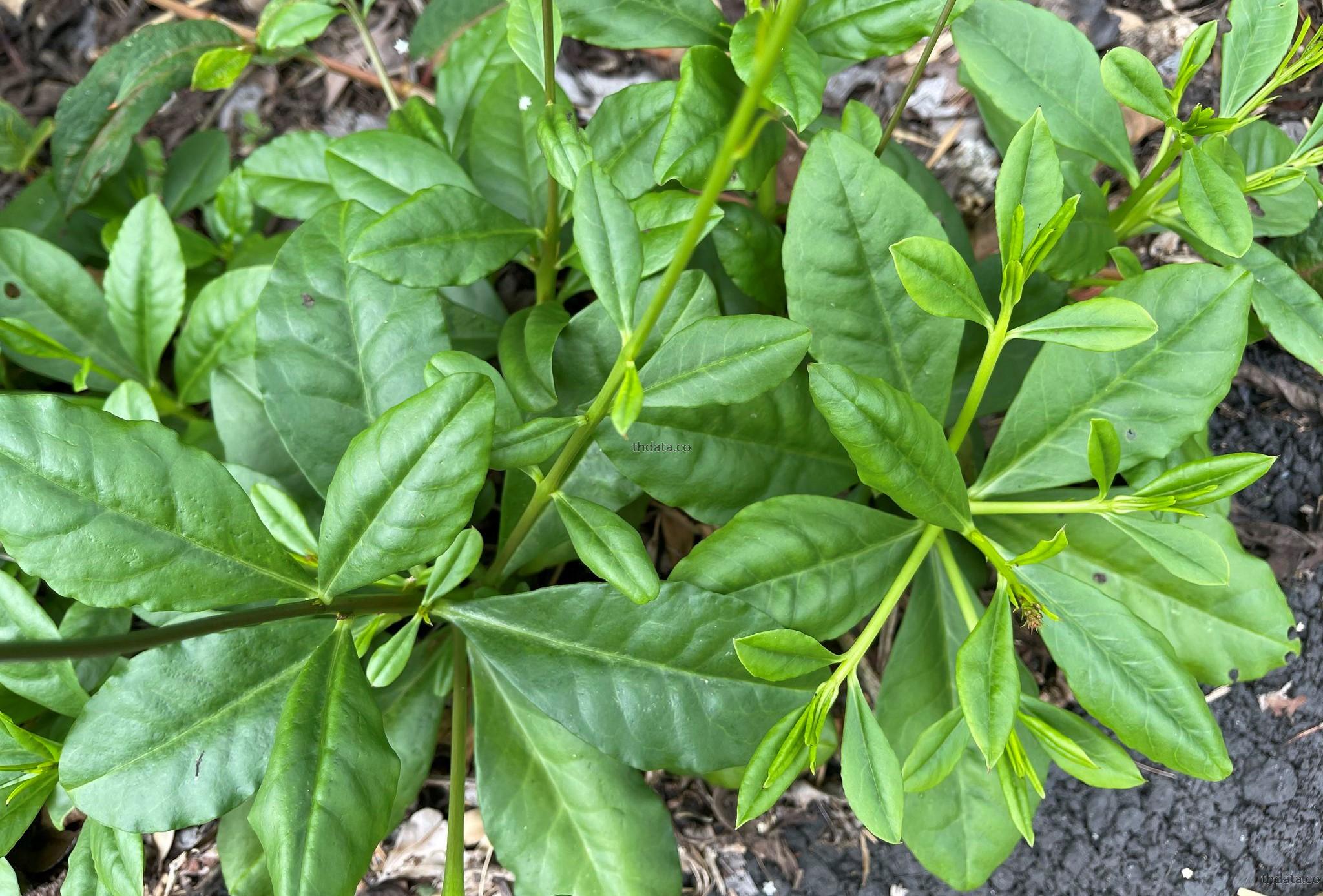 โสมไทย สมุนไพร โสมไทย สรรพคุณของโสมไทย thai-herbs.thdata.co thdata.co